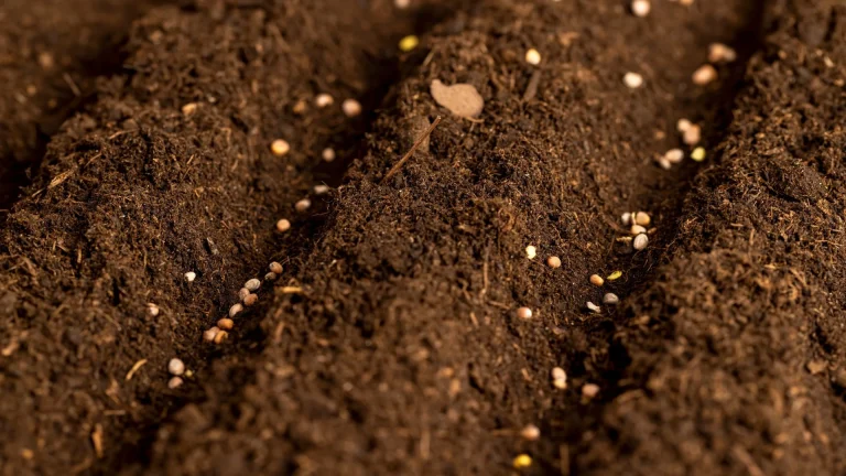 Solo com sementes em close