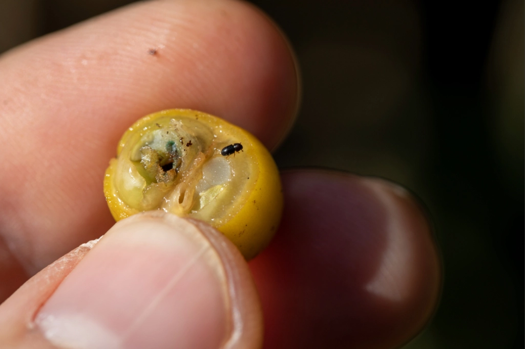 Fruto de café amarelo cortado, expondo os danos da broca aos grãos.