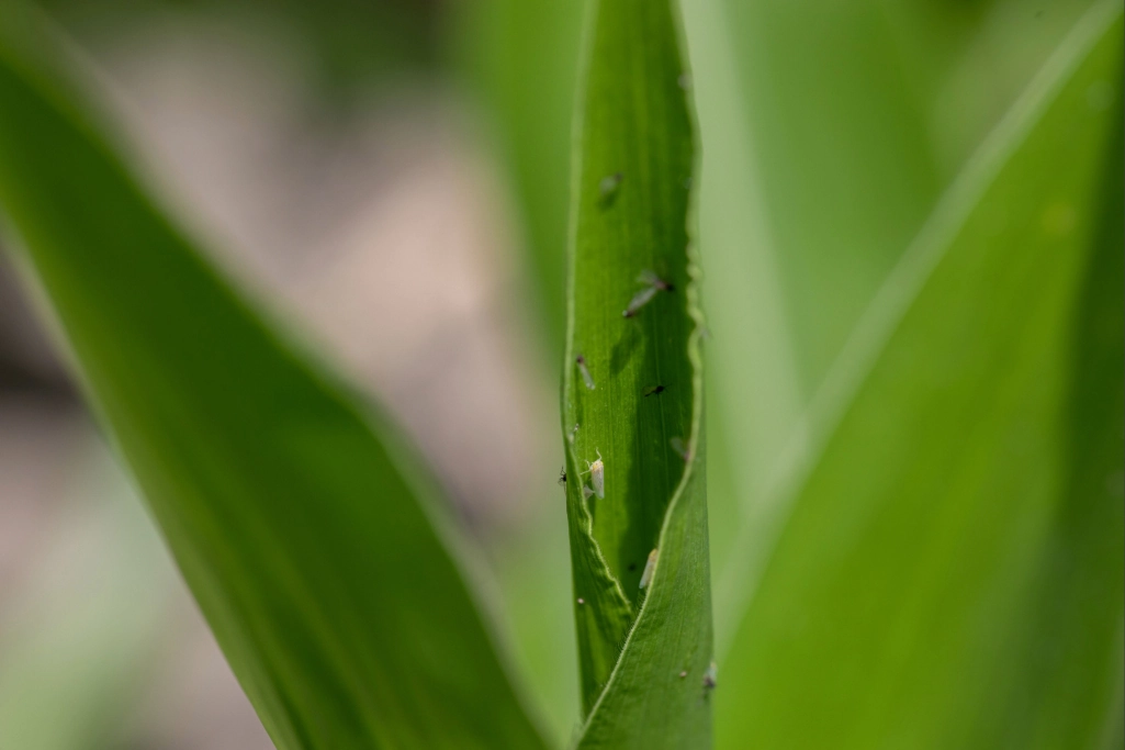 Imagem que ilustra o comportamento da cigarrinha-do-milho. Vários insetos adultos estão abrigados na parte interna do cartucho do milho.