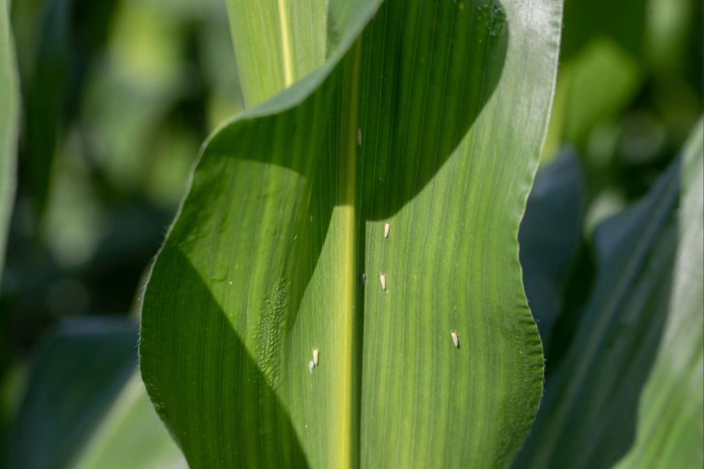 Close-up de várias cigarrinhas-do-milho adultas sobre uma folha de milho.