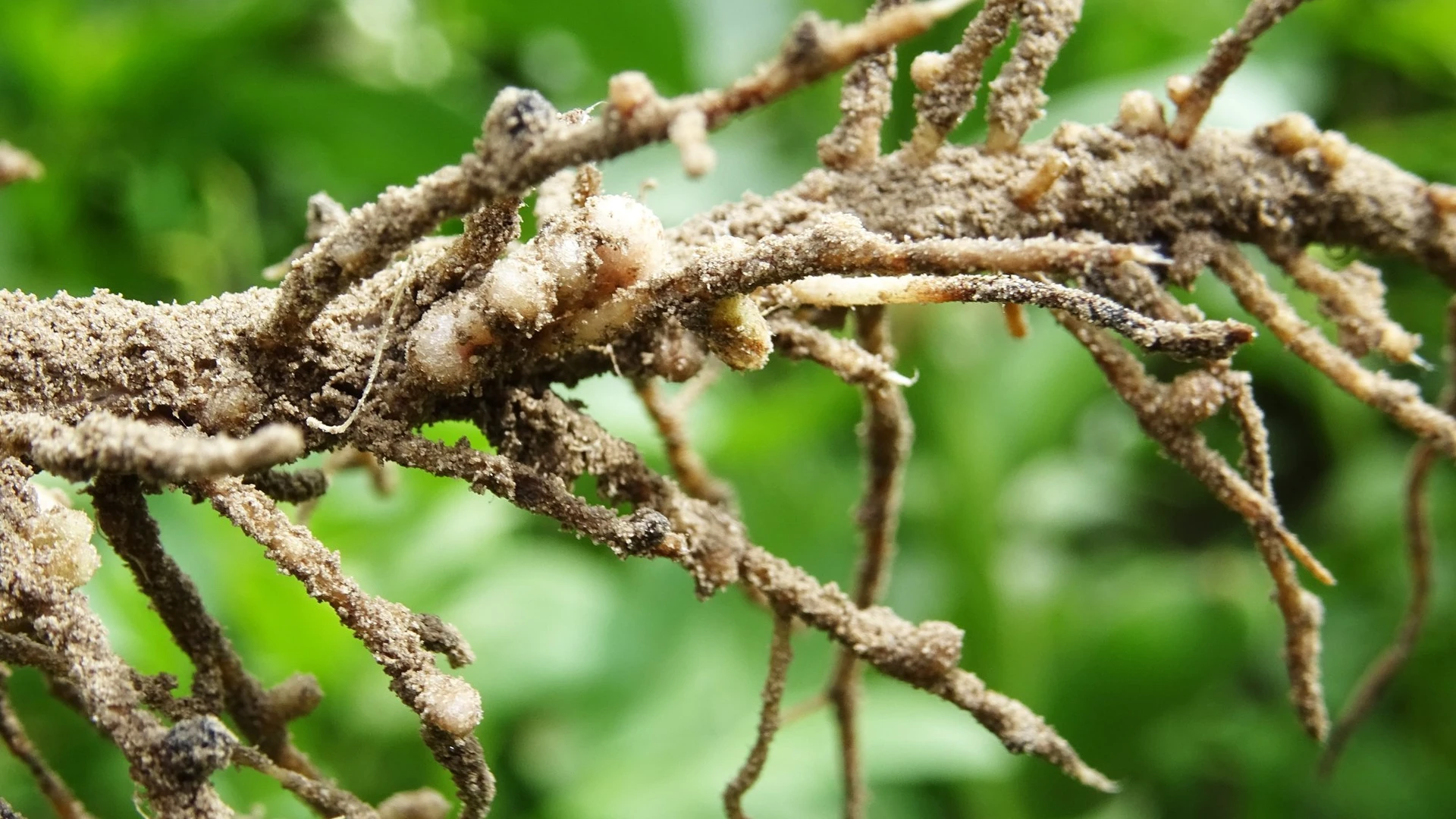 Plantas com raízes deformadas devido a pragas