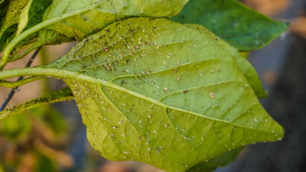 Planta com microorganismos em um close 