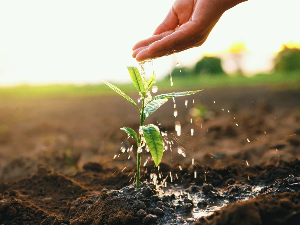 A mão está regando a pequena planta no campo