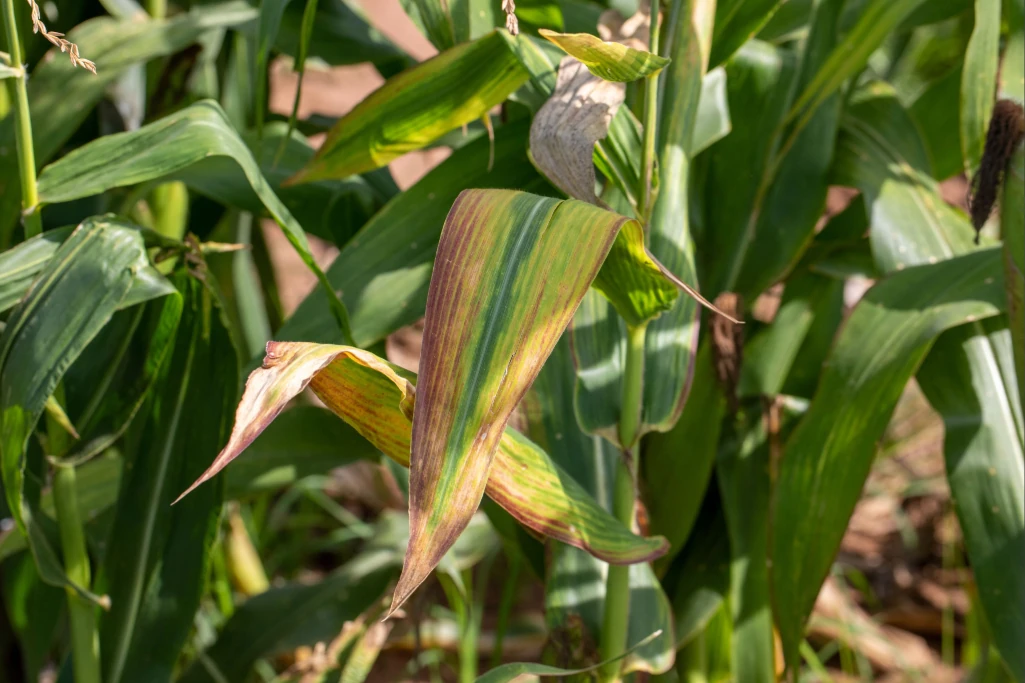 Close-up de uma planta de milho doente. A folha em destaque exibe os sintomas característicos do enfezamento, com faixas longitudinais de cor avermelhada e amarelada.