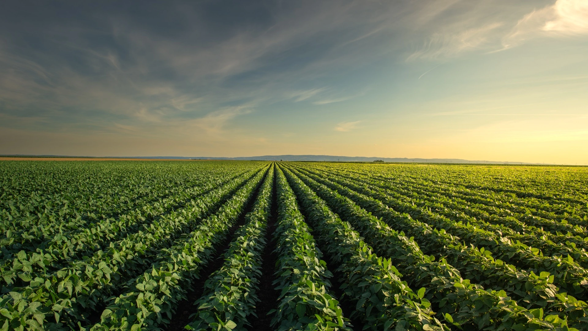 Pôr do sol sobre plantações de soja em crescimento em um campo de fazenda.