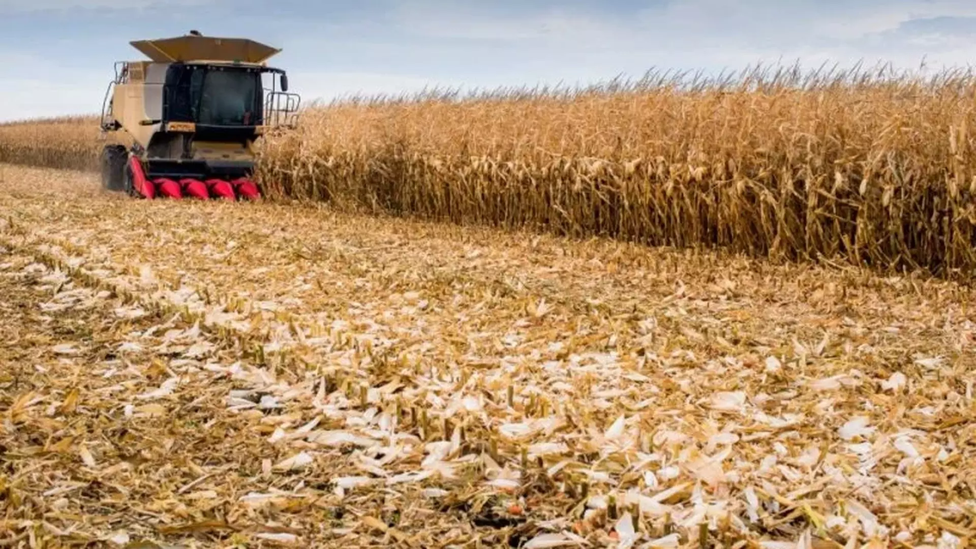 Máquina agrícola realizando a colheita do milho