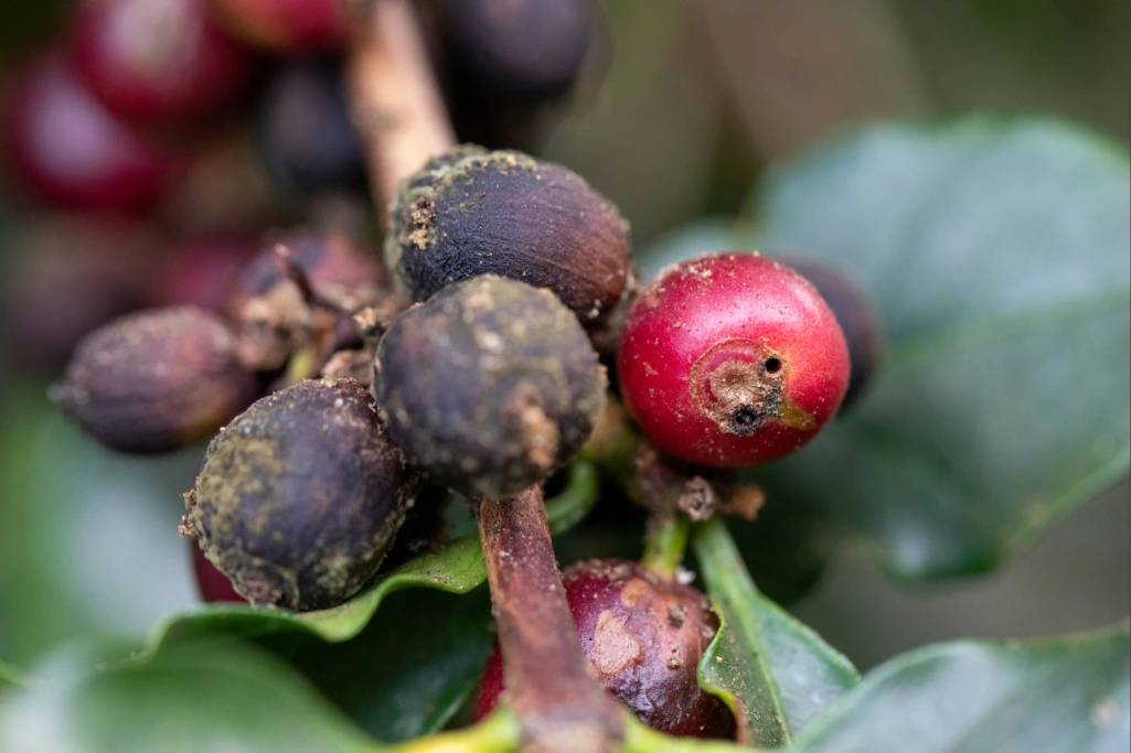  Frutos de café em ramo, com aspecto apodrecido, pela ação da broca-do-café.