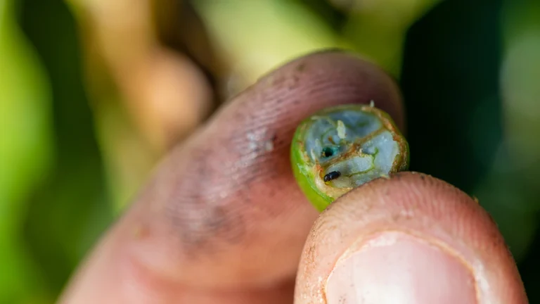 pessoa segurando grão de café entre os dedos, com a presença da broca-do-café no grão