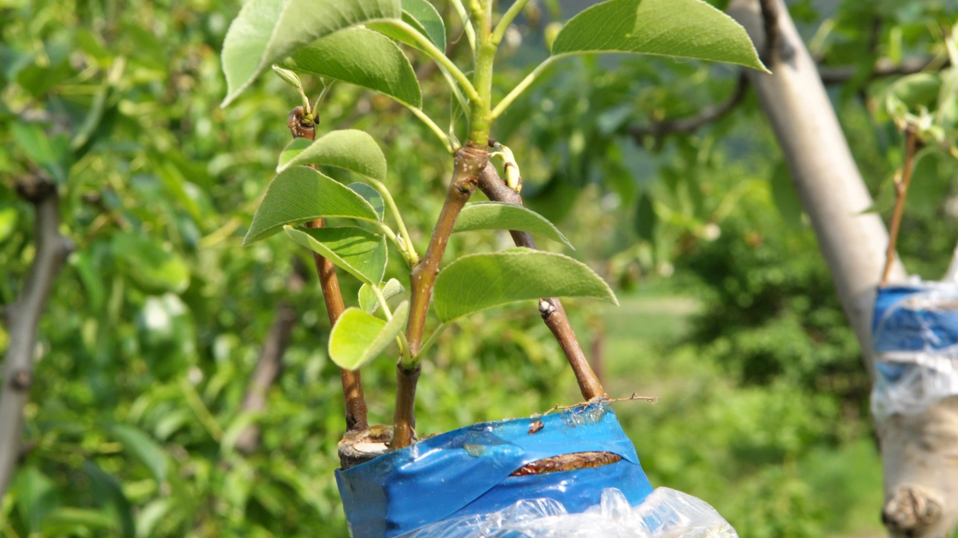 Uma árvore frutífera é inoculada nas variedades de grãos do jardim por casca