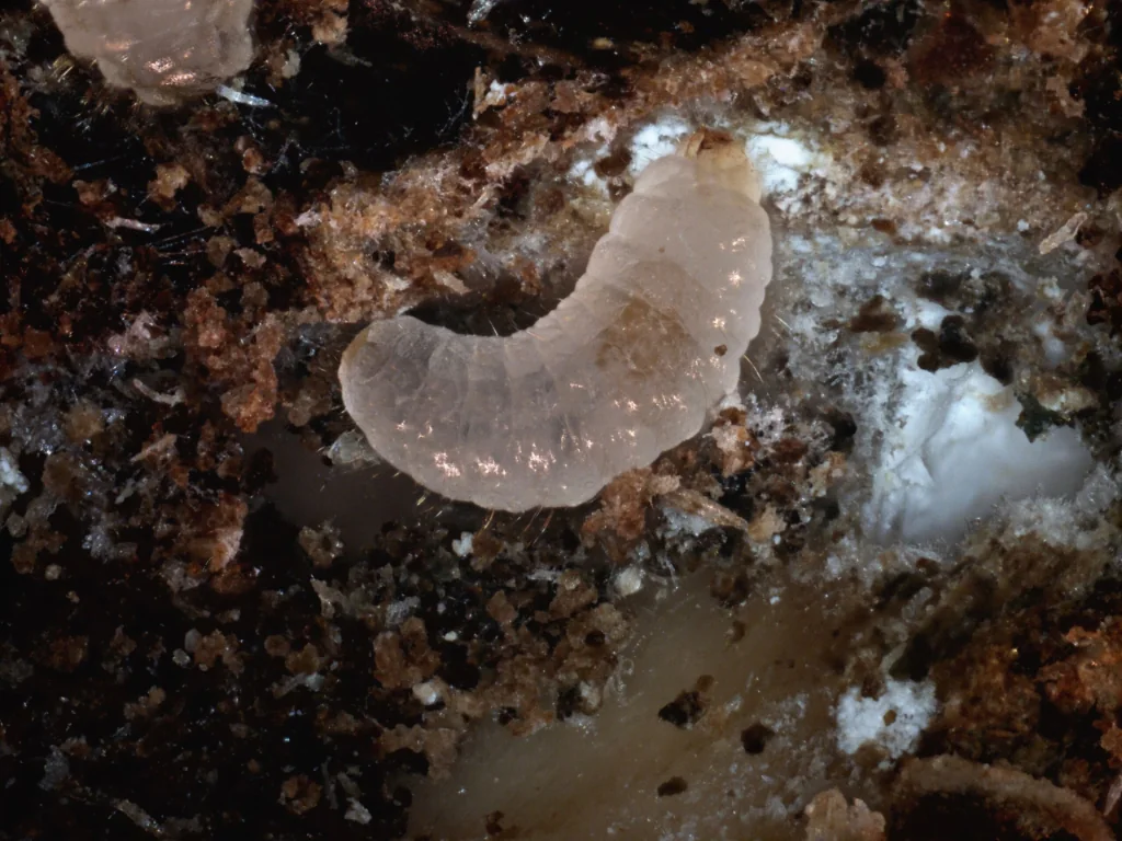 larva da broca-do-café