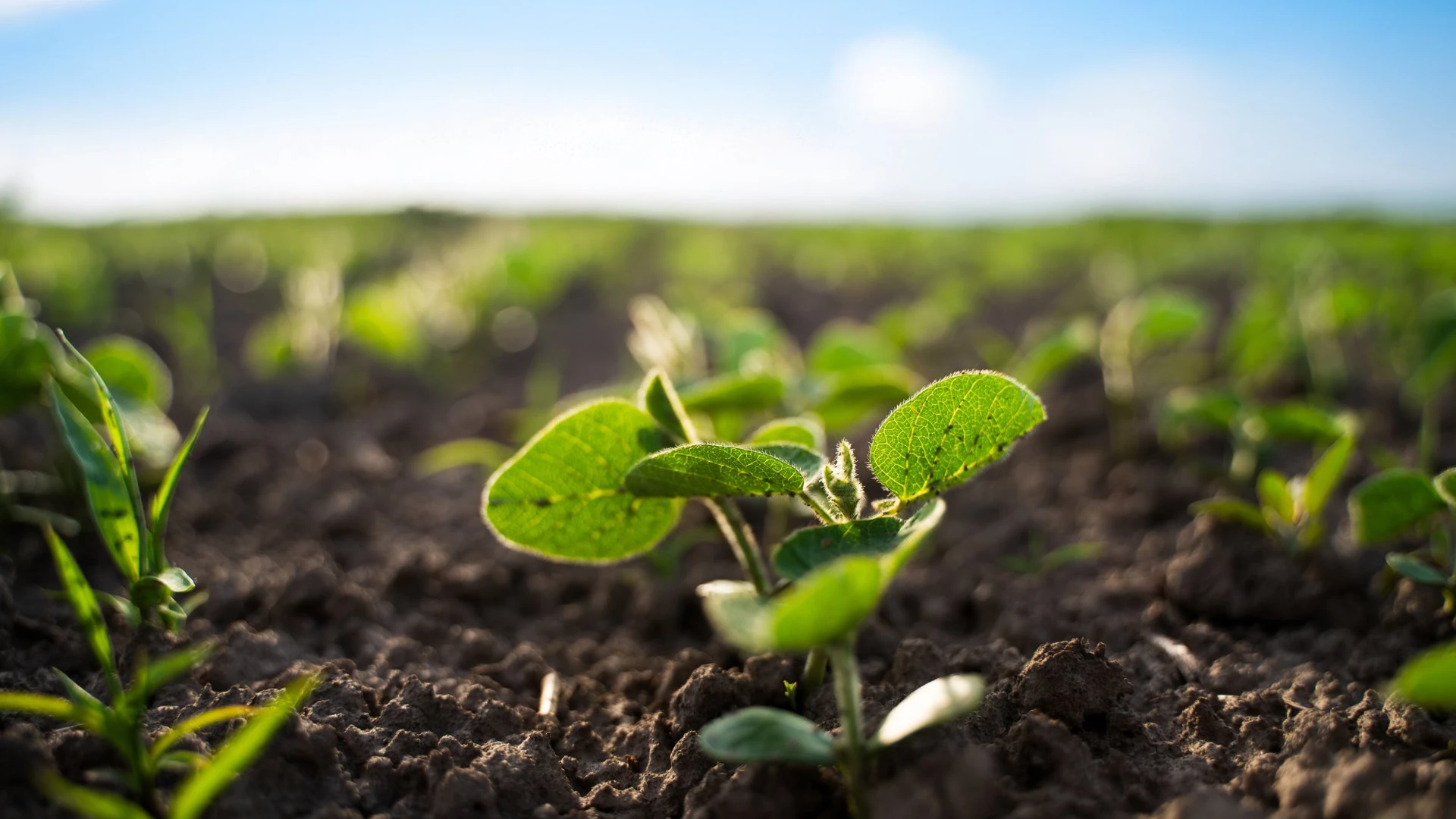 Uma muda de planta em close