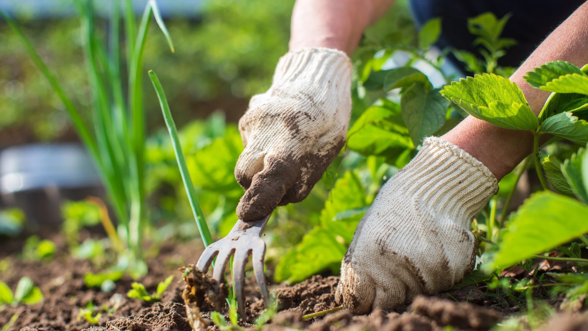 Canteiros com plantas agrícolas em crescimento no jardim.