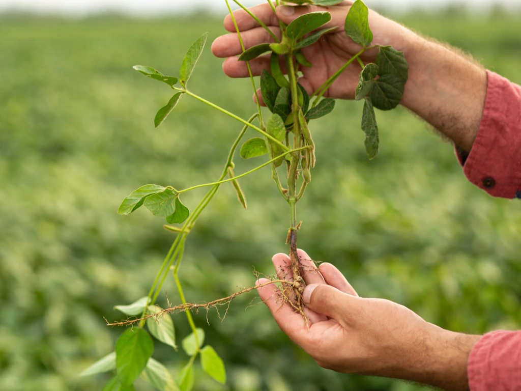 Imagem em close-up de uma planta de soja com vagens e raízes com bactérias fixadoras de nitrogênio visíveis.
