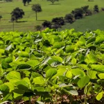 Plantação de soja em close com paisagem rural ao fundo.