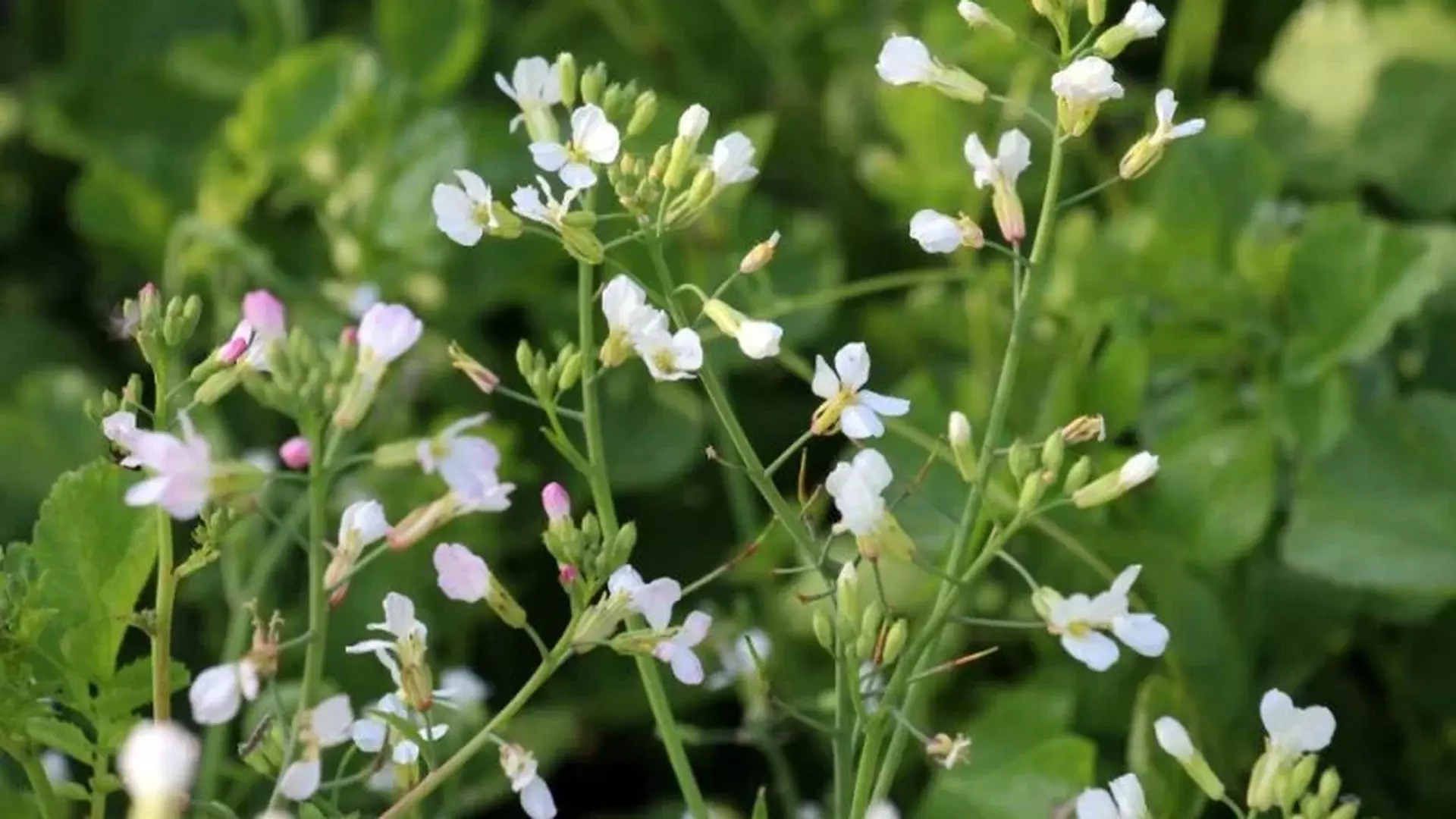 nabo forrageiro em desenvolvimento