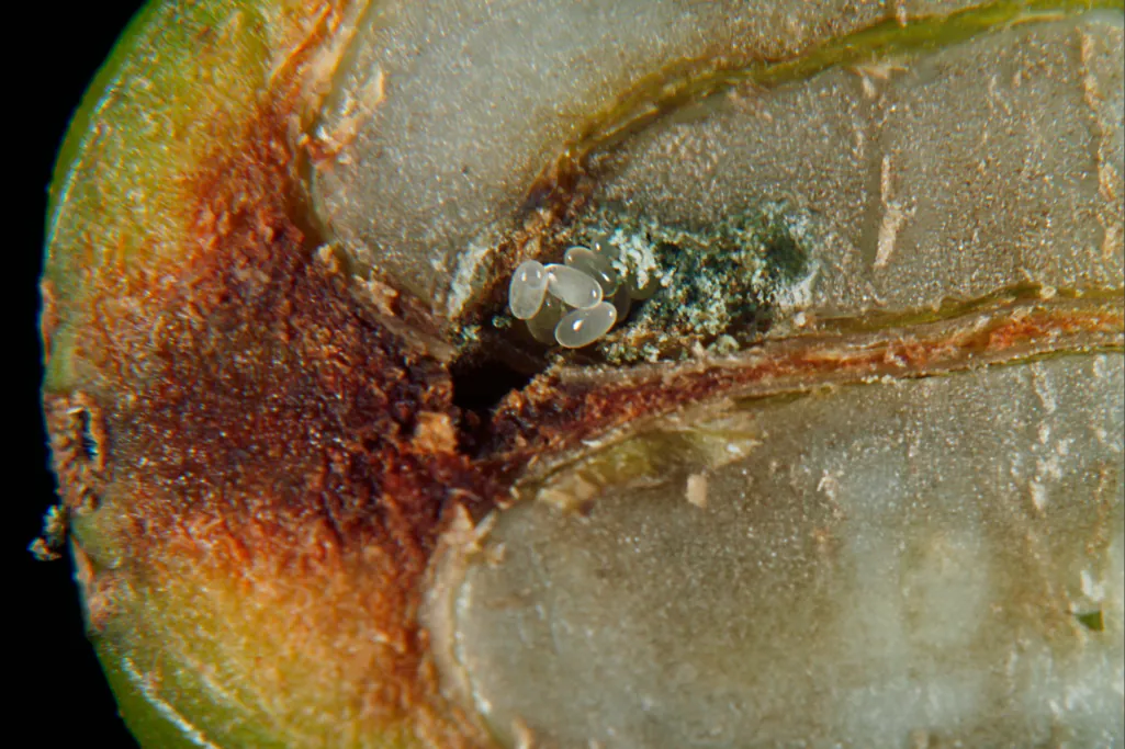 Danos no grão de café causados pela broca do café (Lat. Hypothenemus hampei)