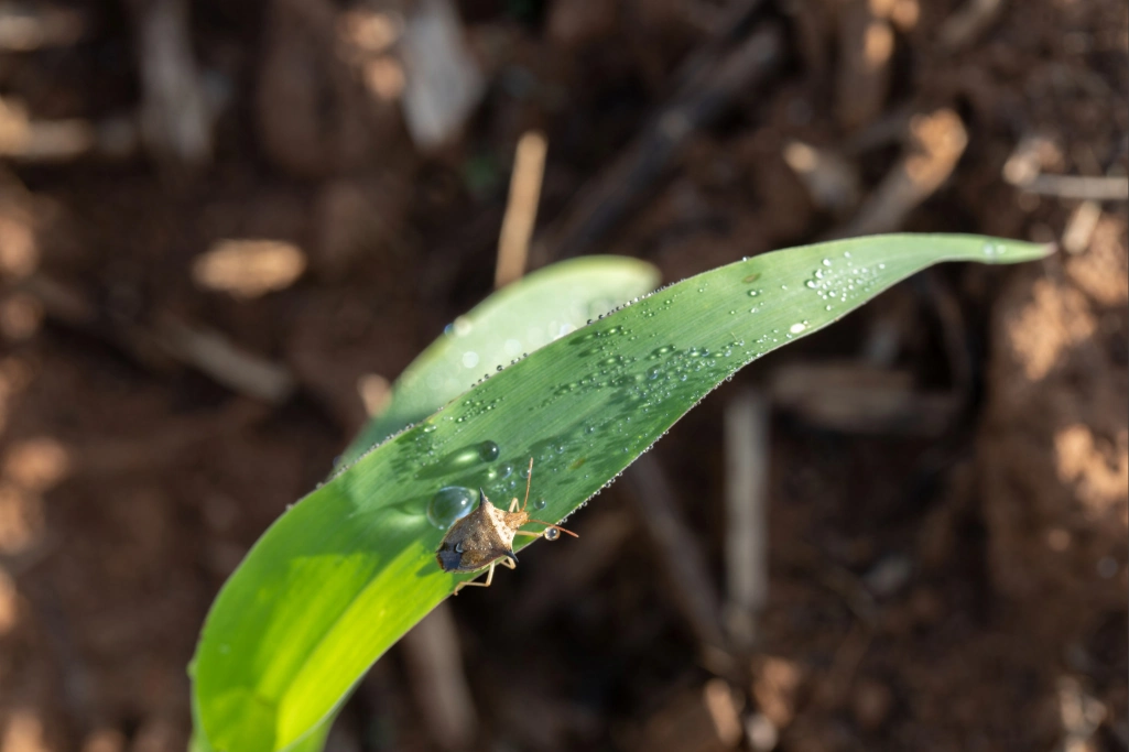 Um percevejo-barriga-verde (Diceraeus melacanthus) está pousado em uma pequena folha de milho. A folha verde está molhada com gotas de água, e o solo marrom aparece ao fundo.