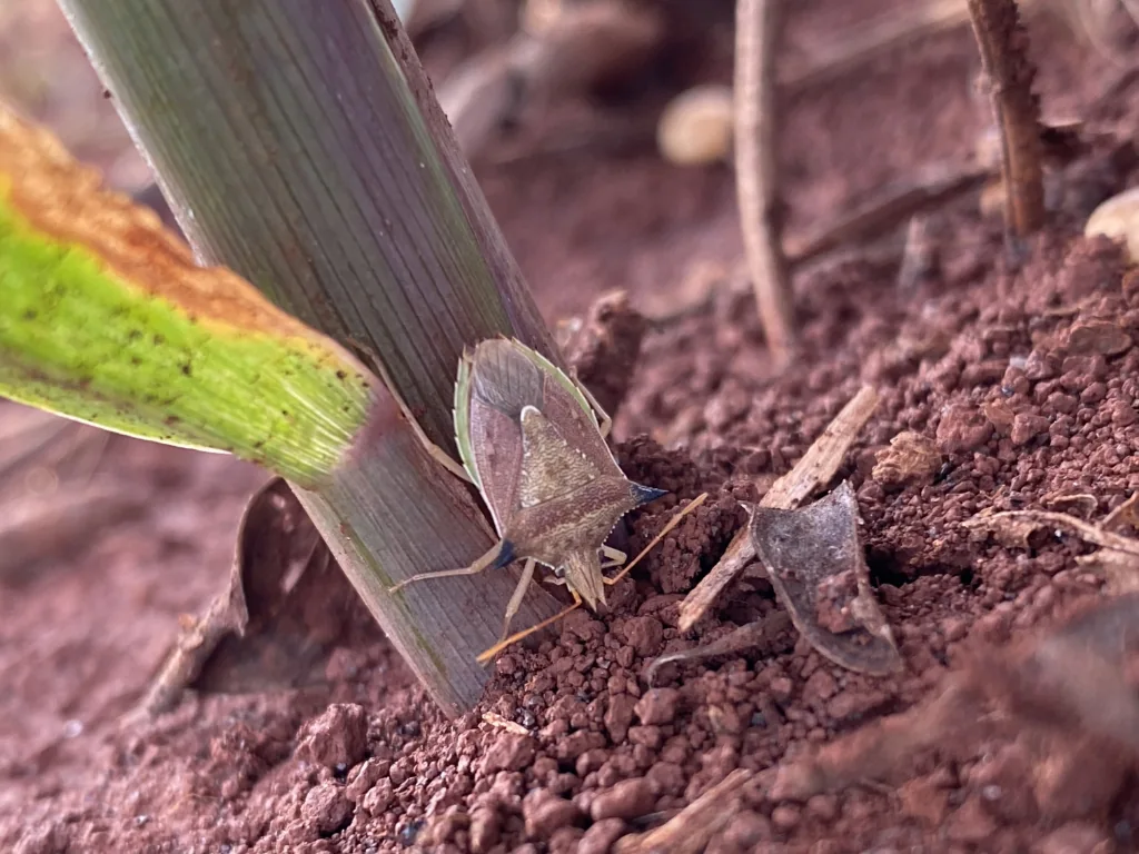 Fotografia macro que ilustra o ataque do percevejo-barriga-verde. O inseto está na base do colmo de uma planta de milho, posição em que se alimenta e causa danos à cultura em seu estágio inicial.