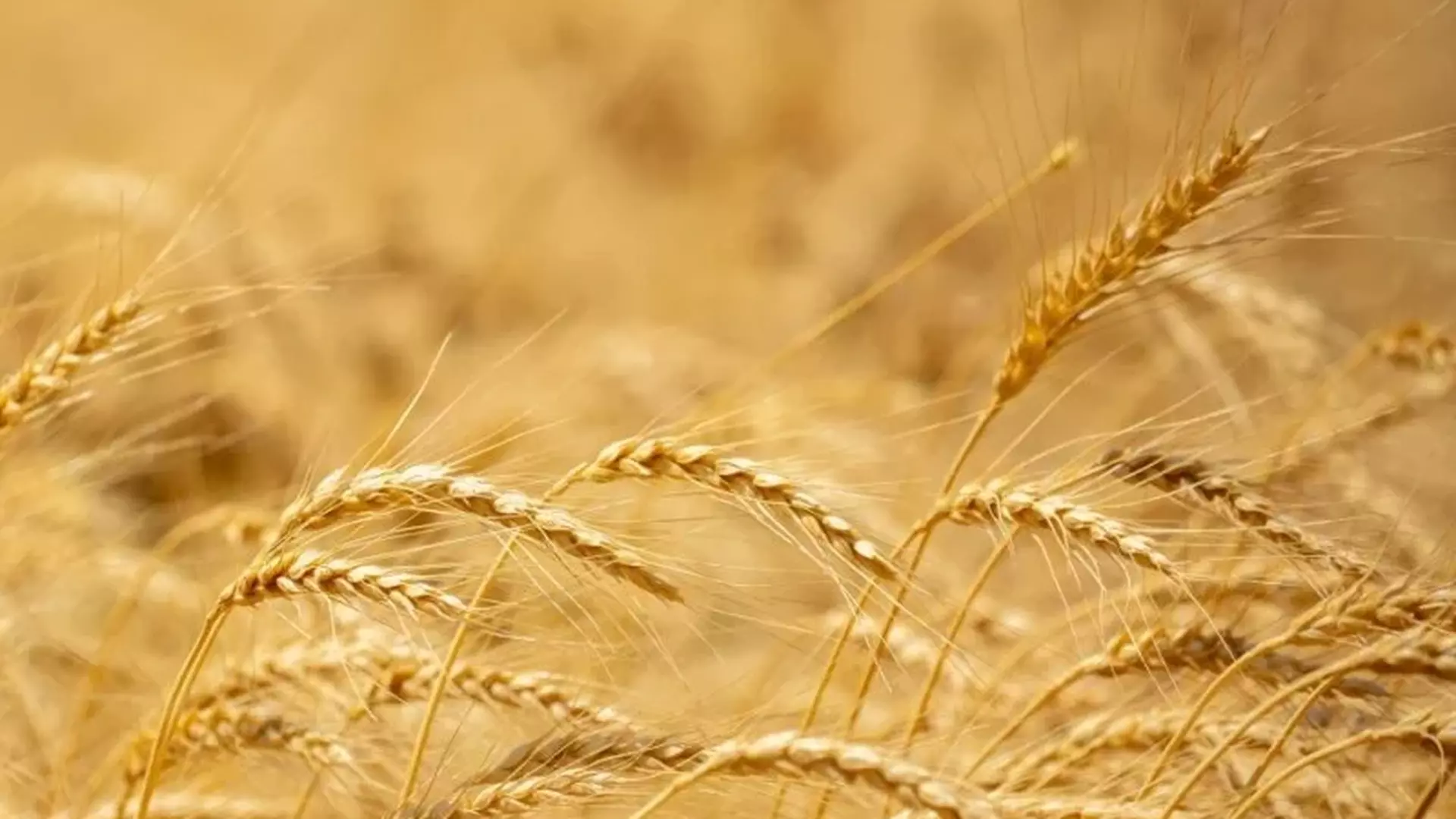 Campo de trigo em um dia ensolarado