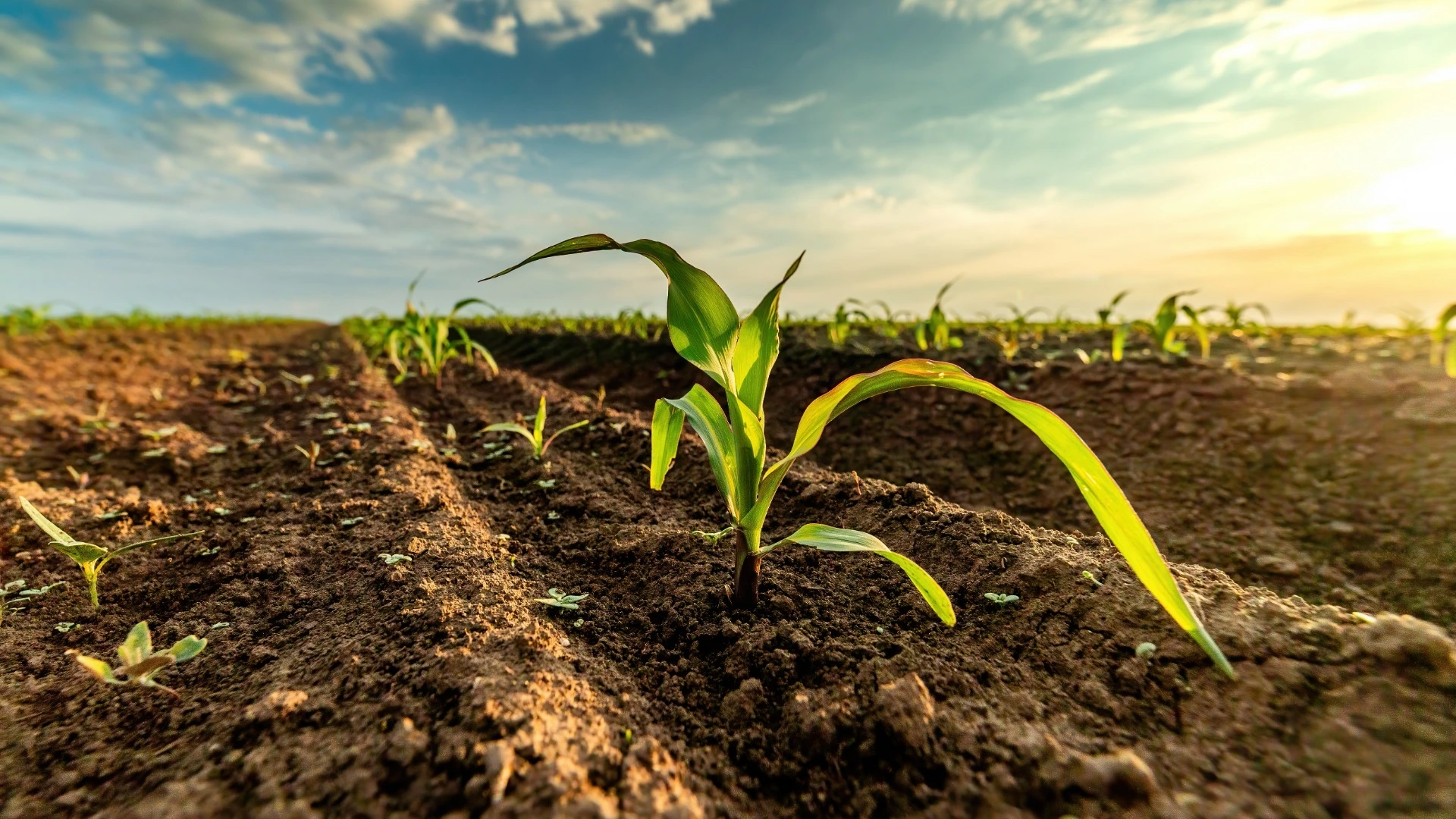 Jovens brotos de milho crescendo em um campo sob um céu nublado durante o pôr do sol