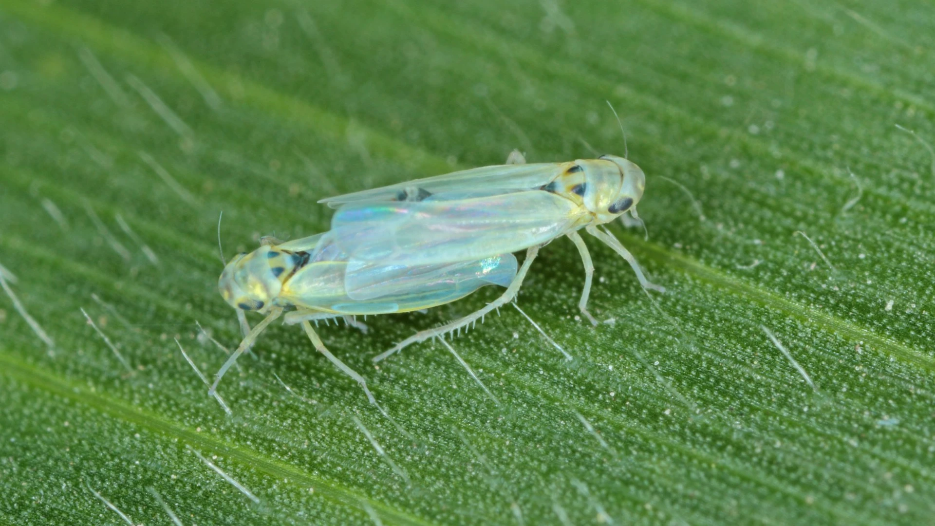 Imagem de uma praga sob uma folha de uma planta