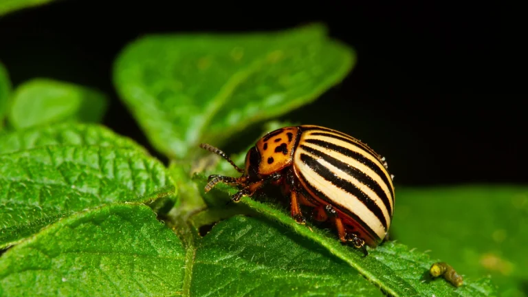 Close de uma praga em cima de uma folha