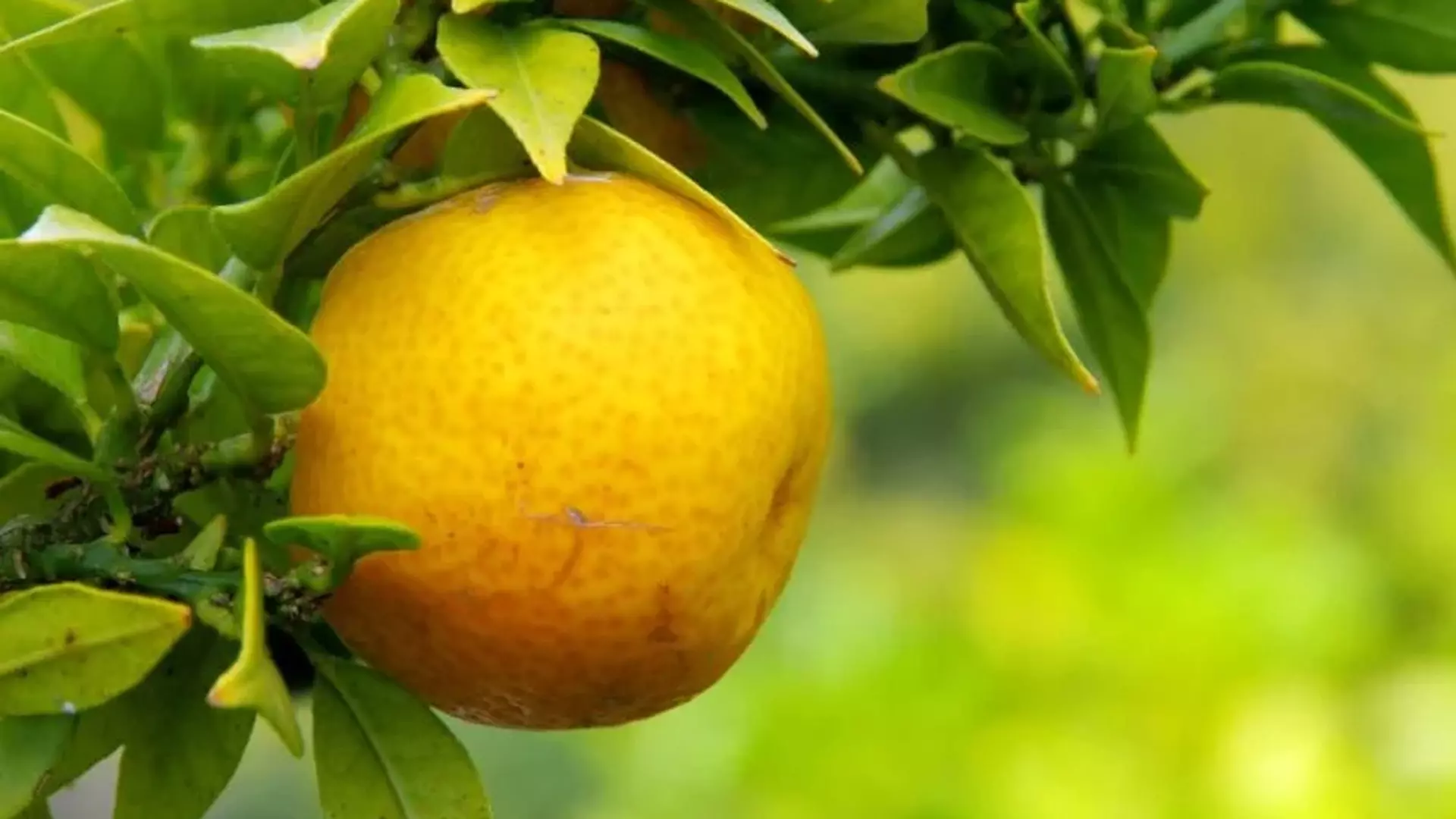 Close de um limão siciliano amarelo e maduro pendurado em um galho de limoeiro, cercado por folhas verdes brilhantes.