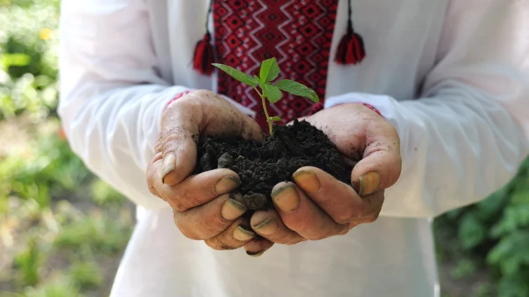 Mãos masculinas adultas de fazendeiro em segurando pequeno broto.