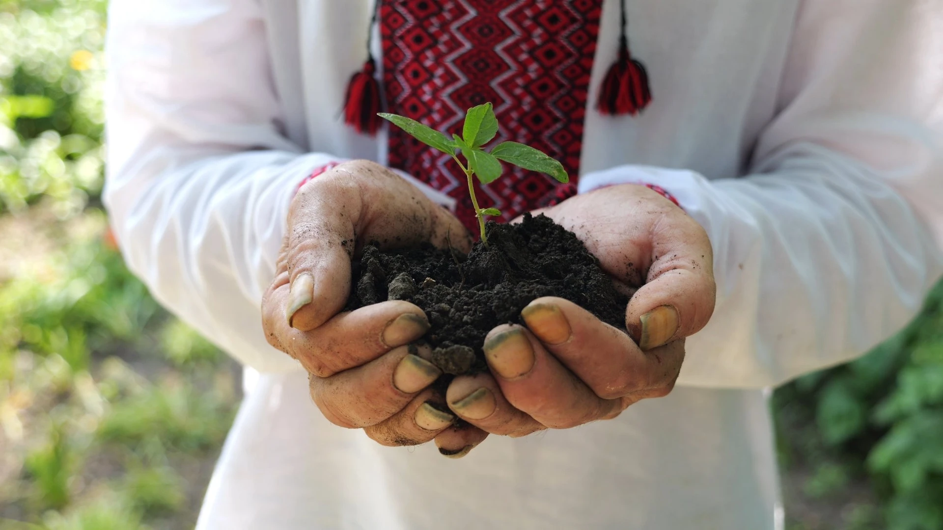 Mãos masculinas adultas de fazendeiro em segurando pequeno broto.