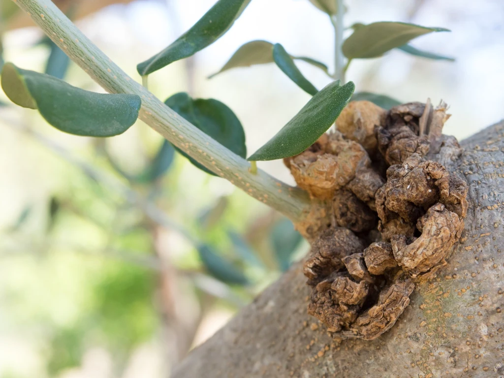 Detalhe da protuberância no ramo infectado da oliveira