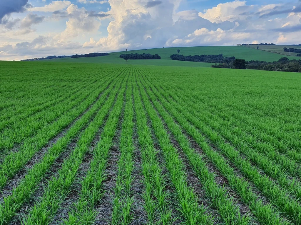 Perfilhamento do campo de trigo sobre plantação de soja