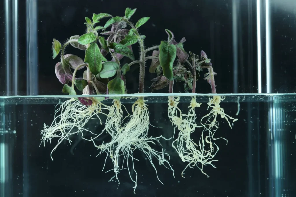 Raízes de tomate tratadas com a tecnologia TYMIRIUM®