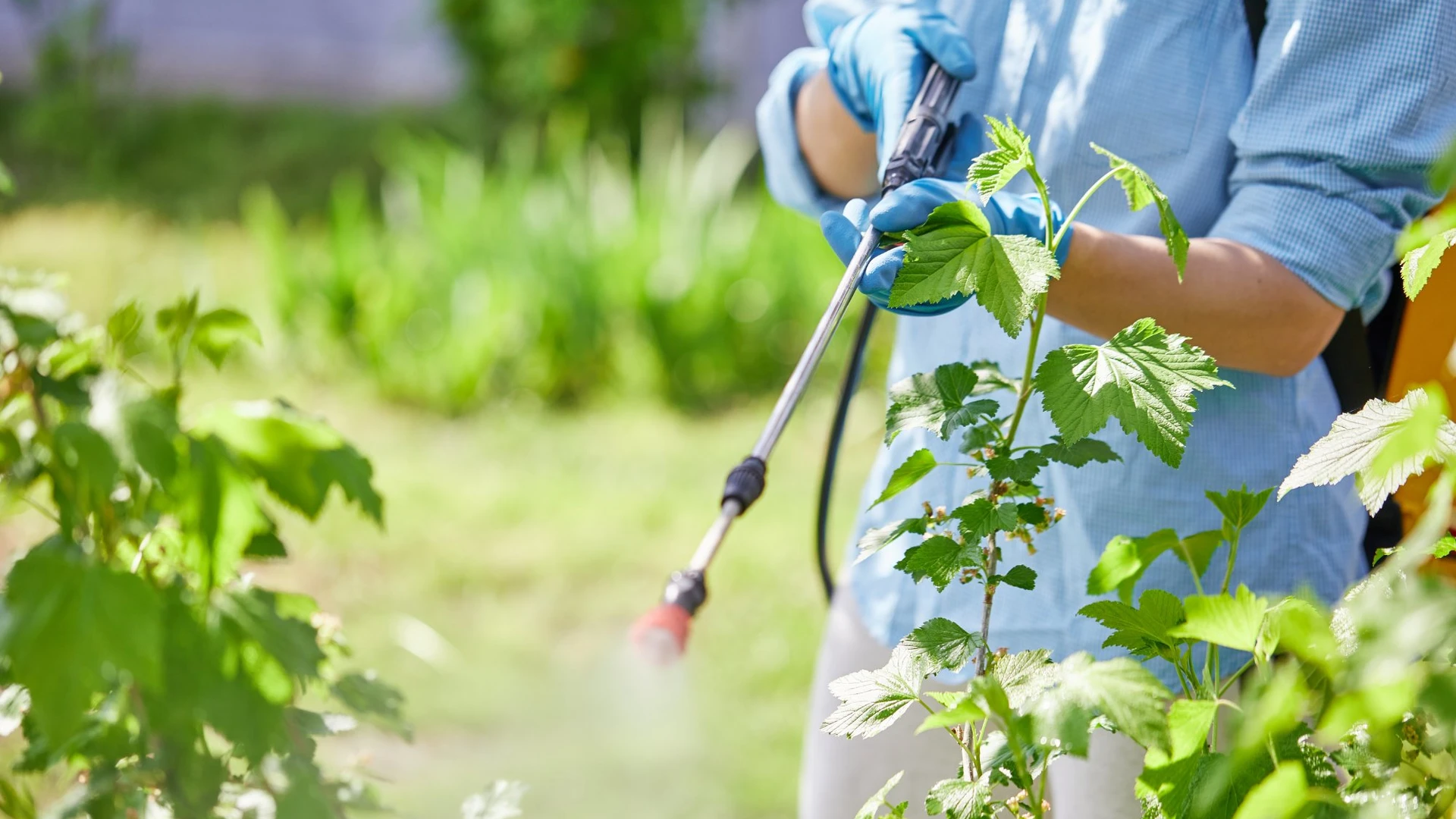 Pessoa pulverizando uma planta