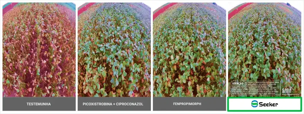 Imagens comparativas demonstrando o resultado de SEEKER®nas ultimas aplicações da soja para o controle da ferrugem-asiática e cercospora.