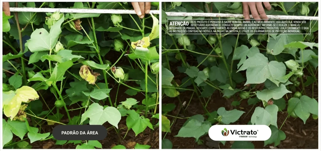 Resultados VICTRATO algodão