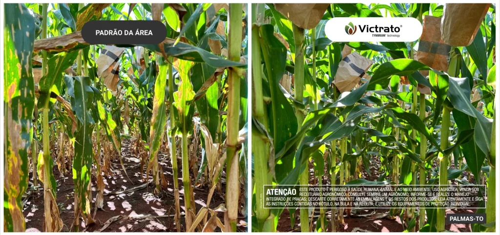 Resultados VICTRATO milho