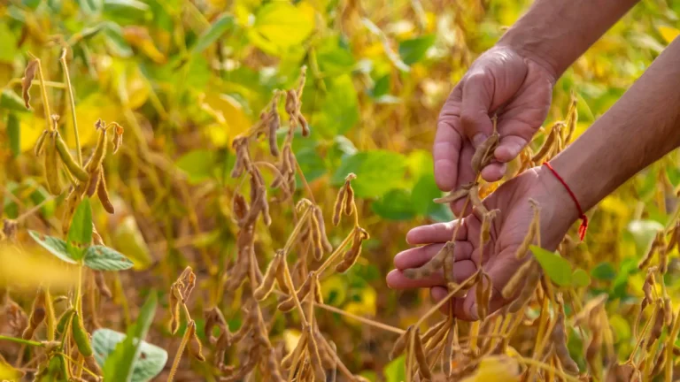 Plantas de soja no final de ciclo, destacando o enchimento dos grãos e seu amadurecimento.