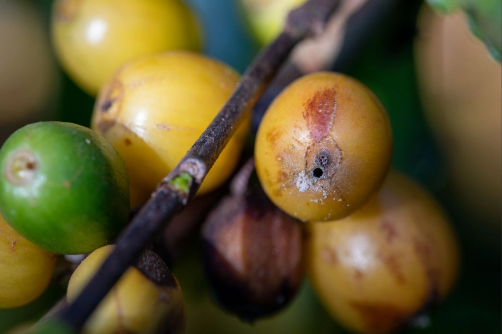 buraco no grão de café causado pela broca-do-café
