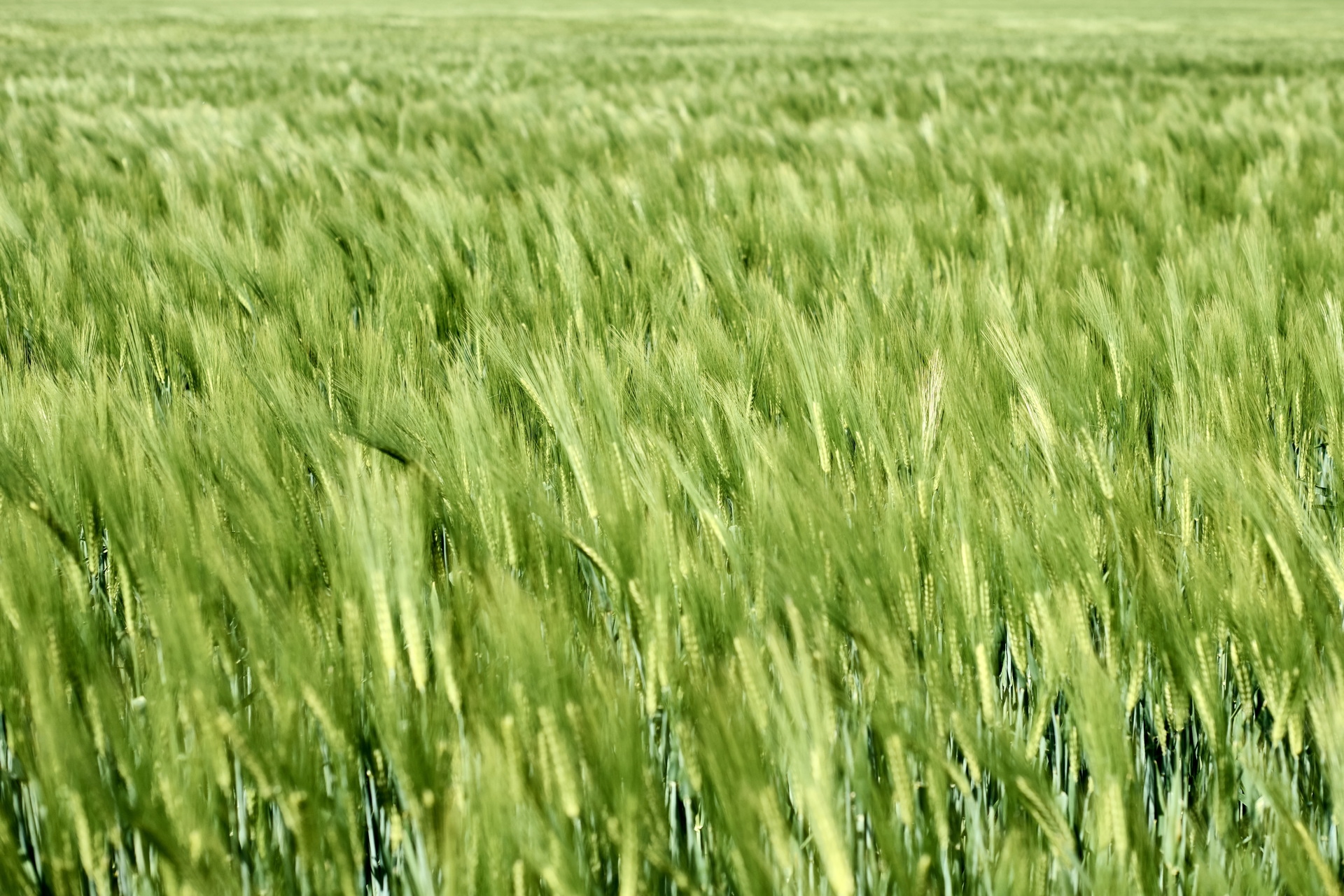 Campos de trigo verde vibrantes que se estendem até a distância