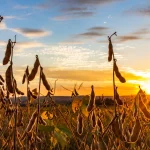 Imagem de uma plantação de soja com um por do sol ao fundo