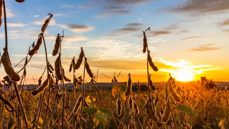 Imagem de uma plantação de soja com um por do sol ao fundo