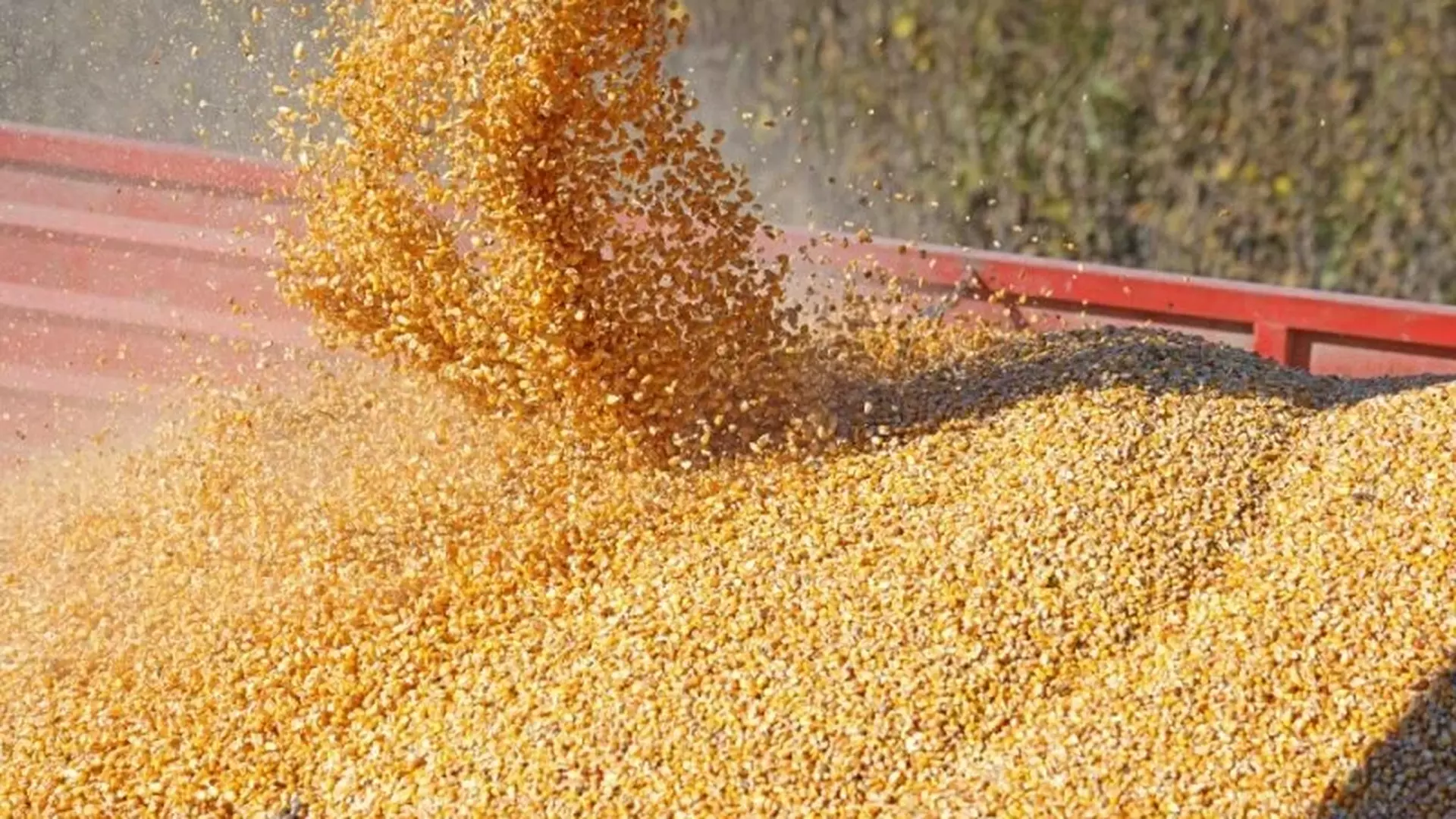 Colheita de milho em cima de caminhão