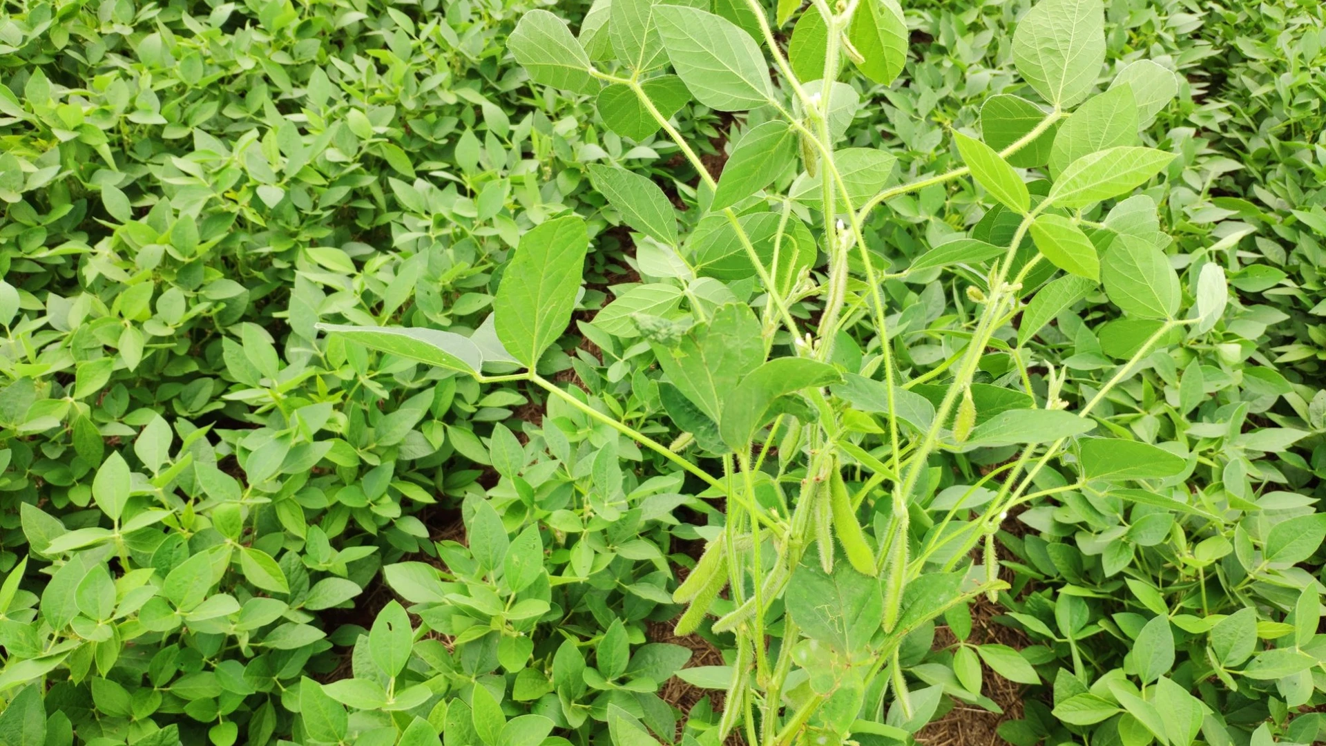 Plantação em tons de verde claro