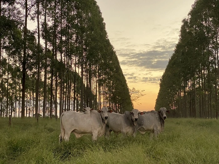 Cinco bovinos da raça Brahman em campo gramado, ladeados por fileiras simétricas de árvores.