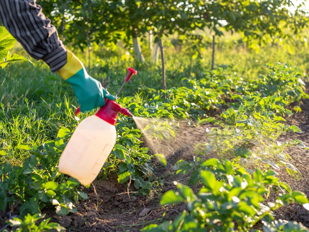 Pessoa pulverizando uma plantação