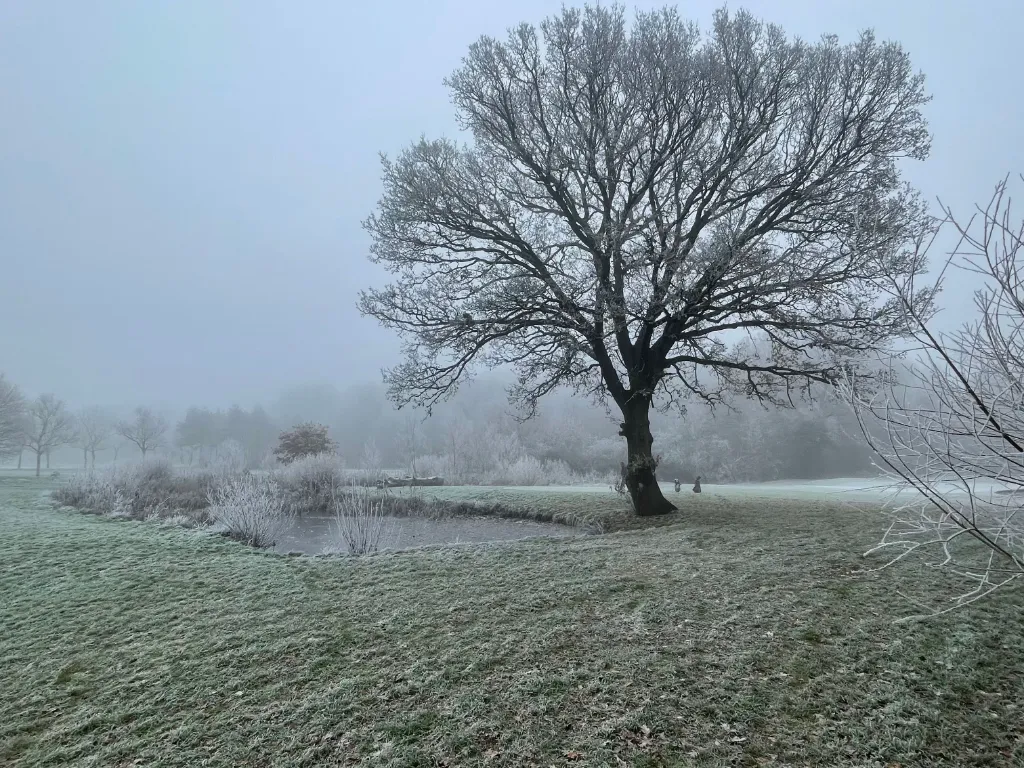 Uma paisagem de um campo com árvores desgastadas pelo tempo no inverno.