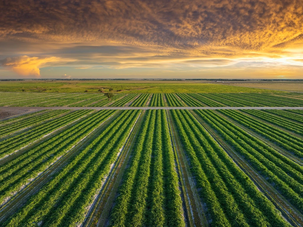 Amplo campo agricola com por do sol ao fundo 