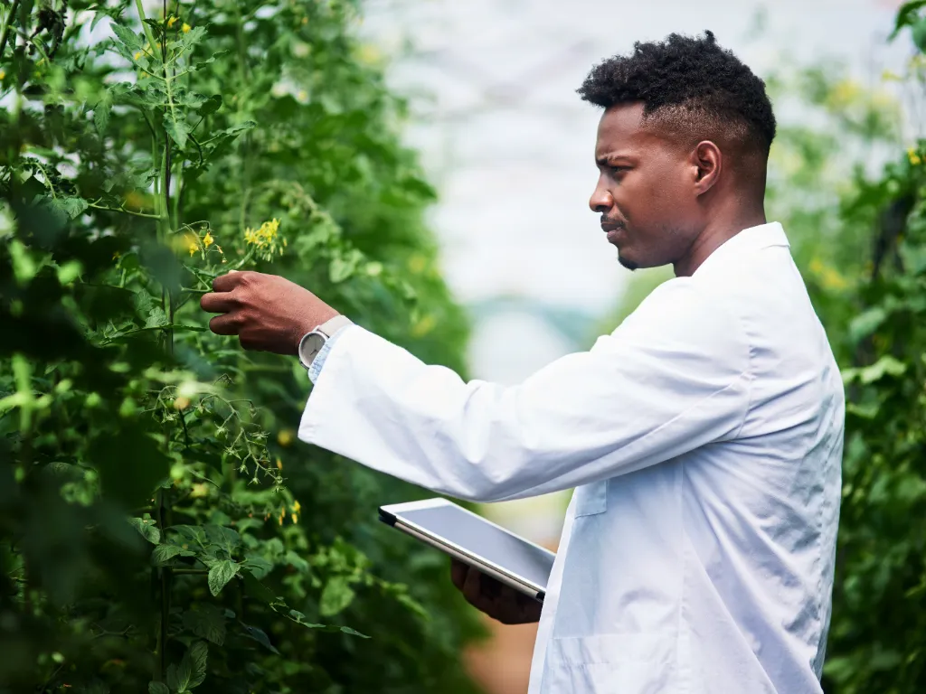 Cientista, tablet e homem africano com pesquisa agrícola