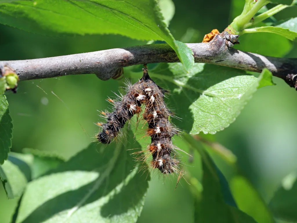 Lagarta da mariposa morta após aplicação de bactérias