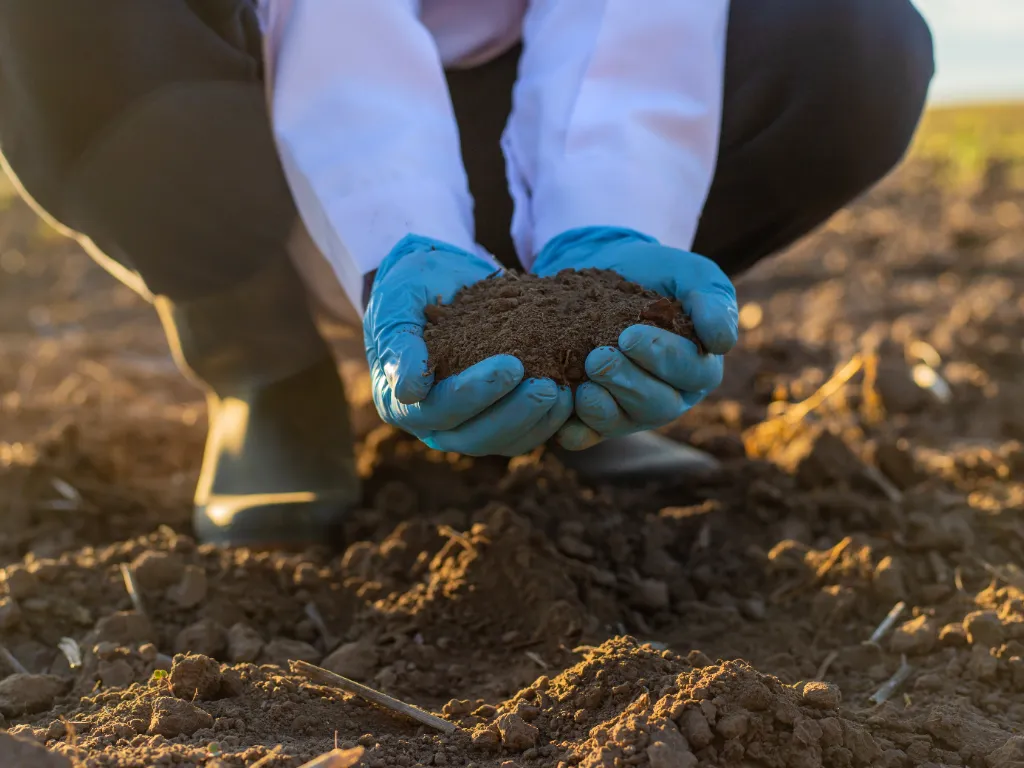 Amostras de solo de campo para análise.